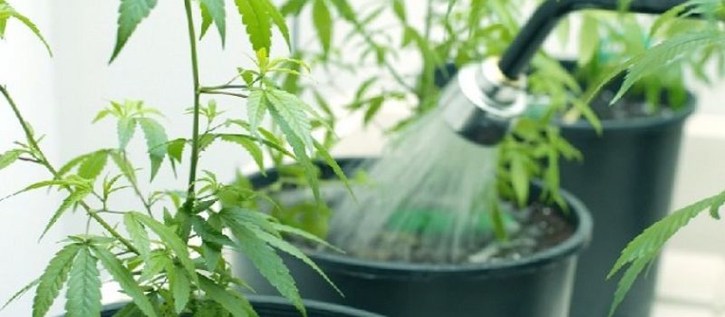 doses pour arroser le cannabis