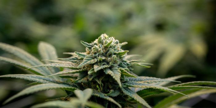 lst