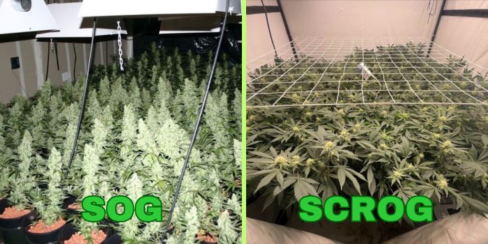 kweek van scrog en sog