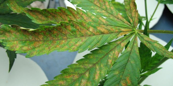 Overskud og mangel på næringsstoffer