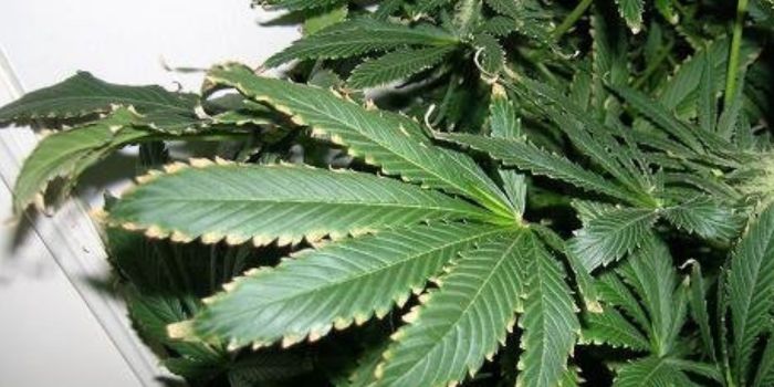 Overskud og mangel på næringsstoffer