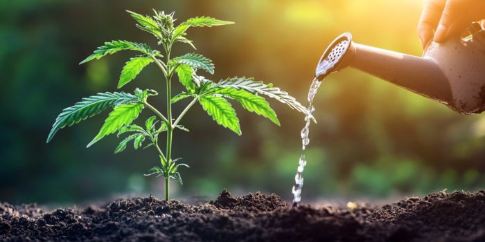 Overskud og mangel på næringsstoffer