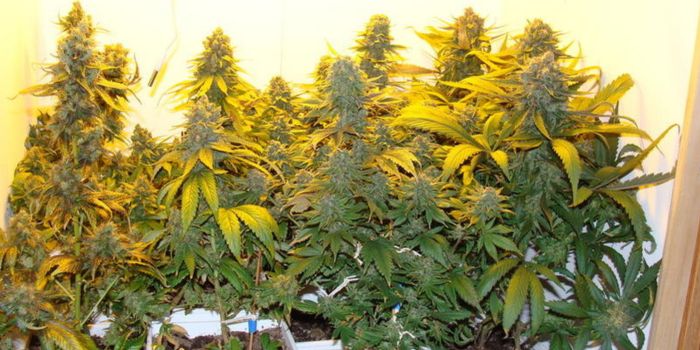 ScrOG von saisonalen Sorten