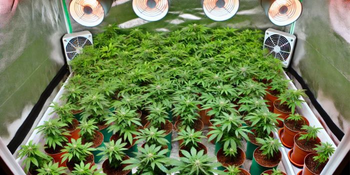 ScrOG von saisonalen Sorten