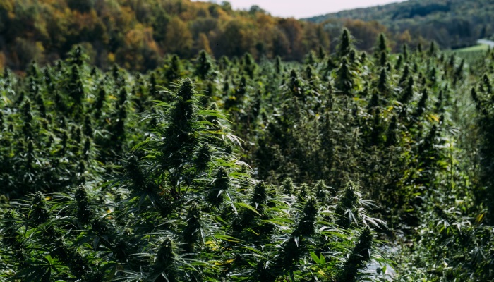 autoblommande cannabissorter