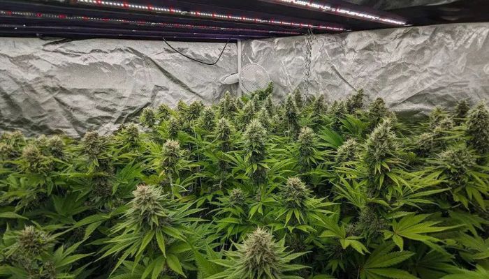 autoflorante de canabis