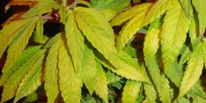 Overskud og mangel på næringsstoffer