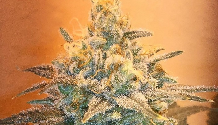 autoblommande cannabissorter