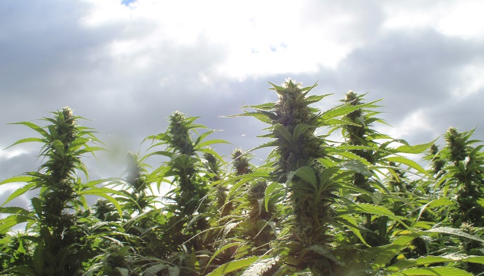 autoblommande cannabissorter