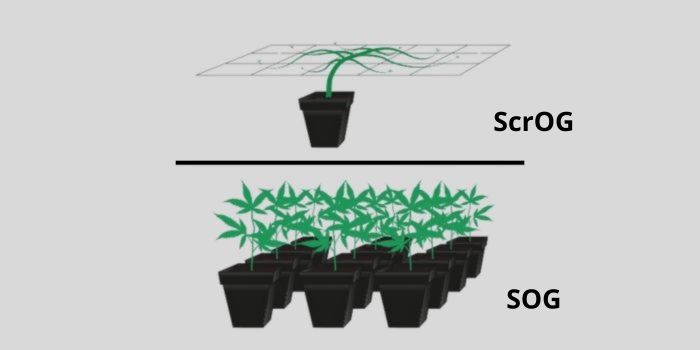 technique ScrOG et SOG