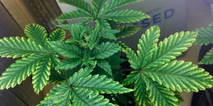 Overskud og mangel på næringsstoffer