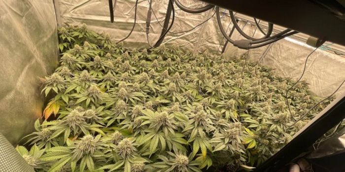 sog és scrog képzés