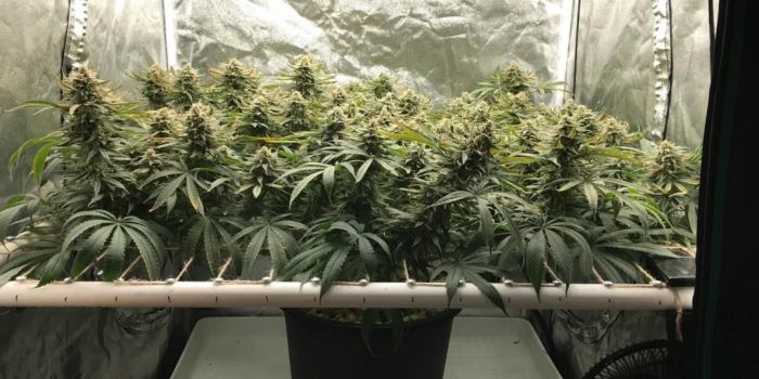 sog és scrog képzés