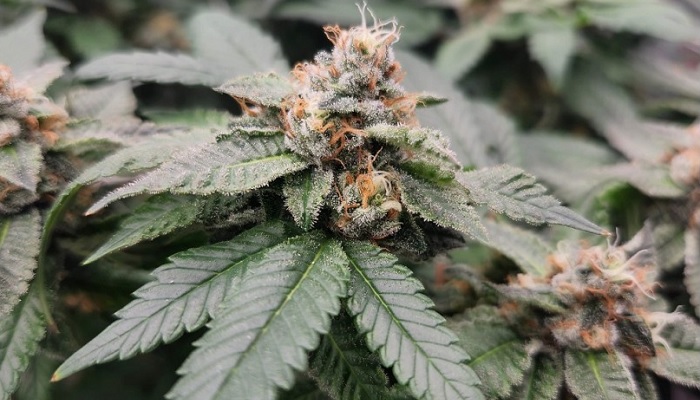 autoblommande cannabissorter