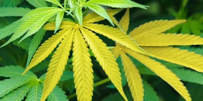 Overskud og mangel på næringsstoffer