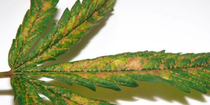 Overskud og mangel på næringsstoffer