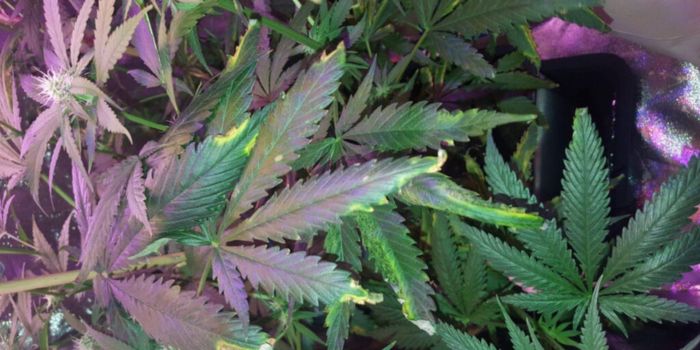 Overskud og mangel på næringsstoffer