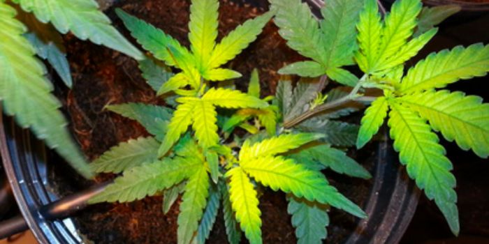 Overskud og mangel på næringsstoffer