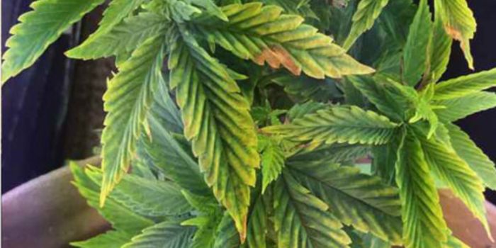 Overskud og mangel på næringsstoffer