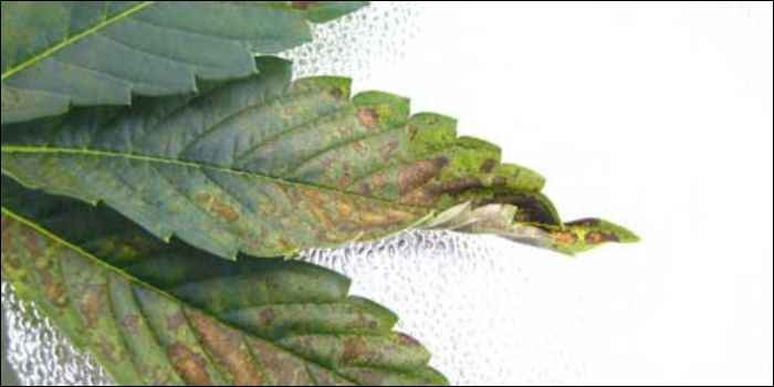 Overskud og mangel på næringsstoffer