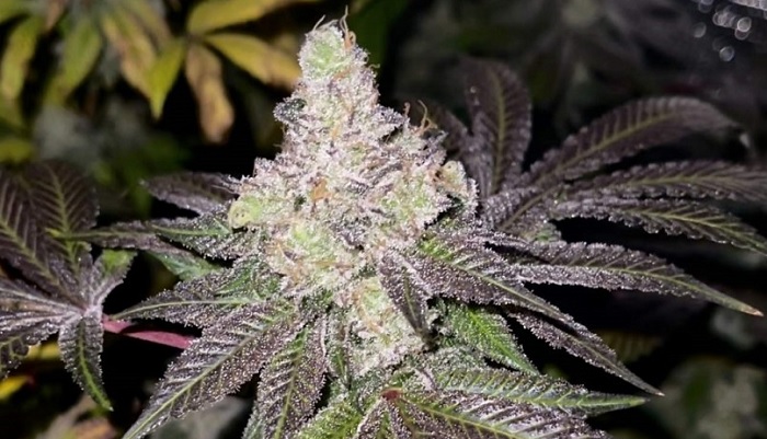 cannabis à autofloraison