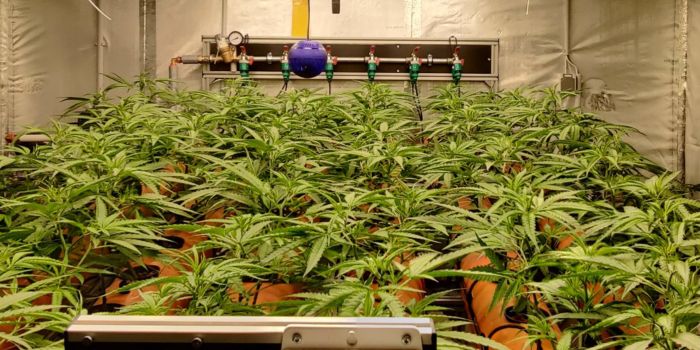 technique ScrOG et SOG