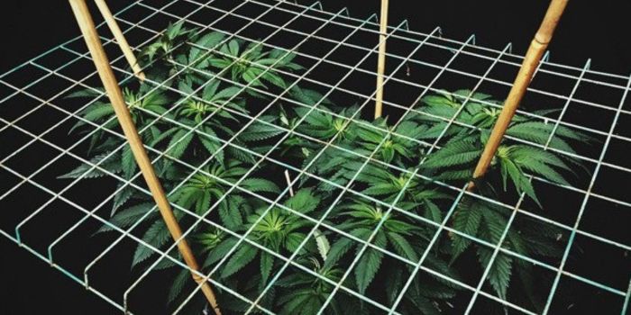 sog és scrog képzés