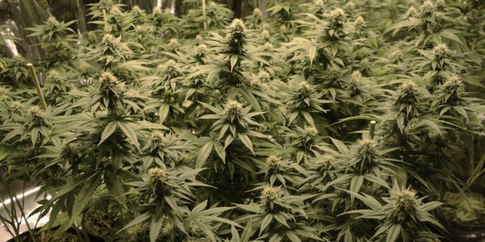 kweek van scrog en sog