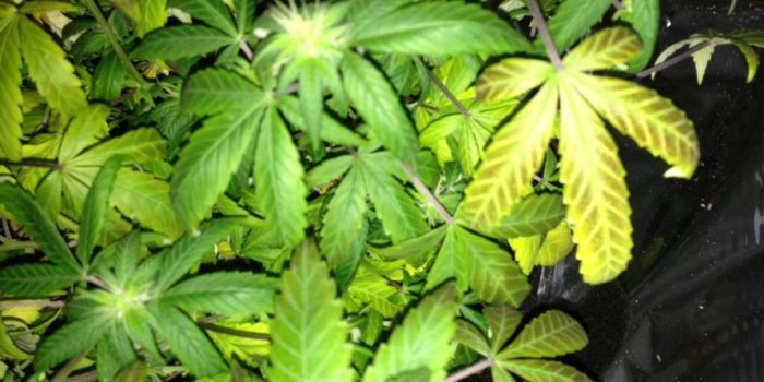 Overskud og mangel på næringsstoffer