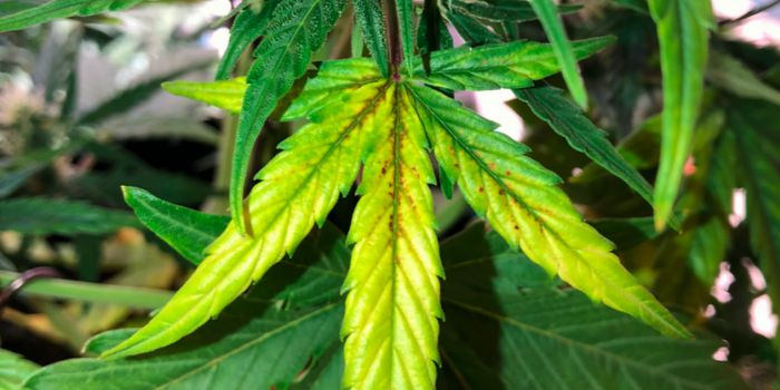 Overskud og mangel på næringsstoffer