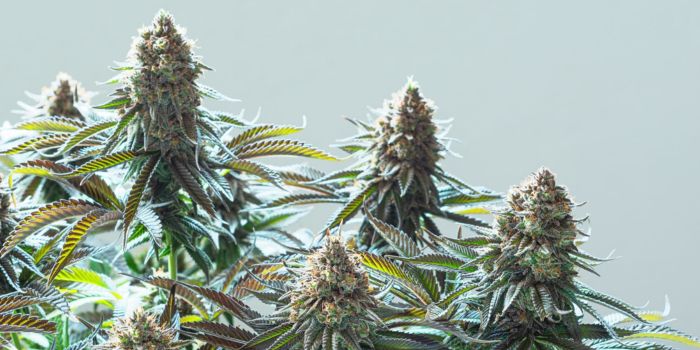 technique ScrOG et SOG