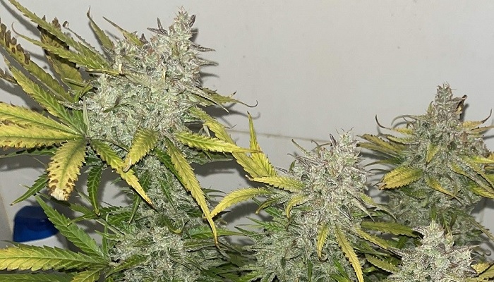 autoblommande cannabissorter