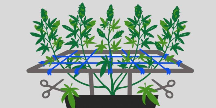 kweek van scrog en sog