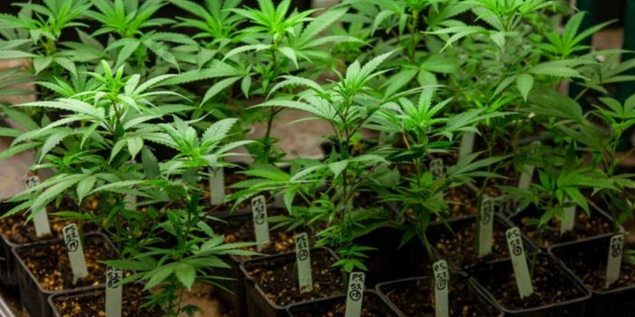 kweek van scrog en sog