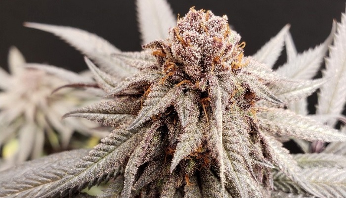 cannabis à autofloraison