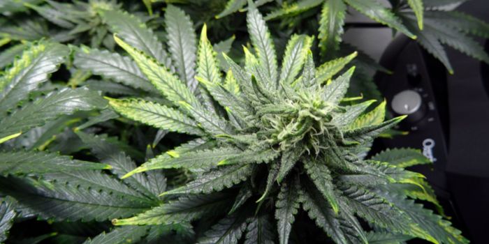 Overskud og mangel på næringsstoffer