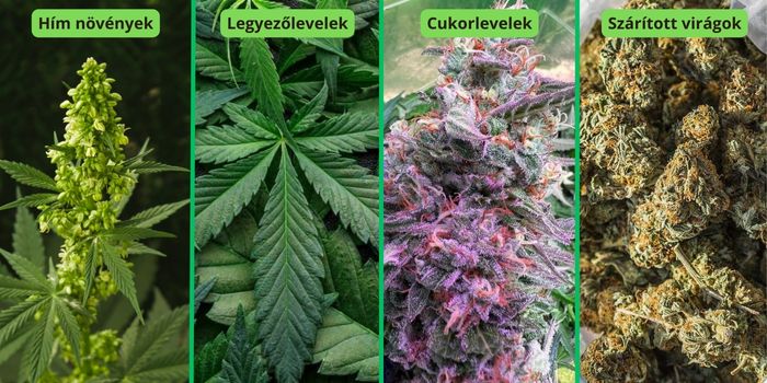 A kannabisznövény mely részei alkalmasak hasis készítésére