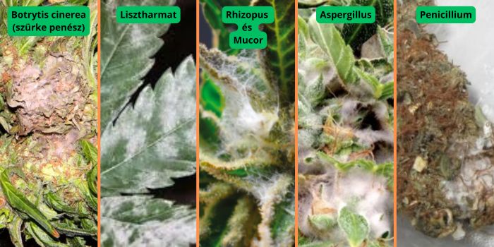 A kannabiszt leggyakrabban megtámadó penészfajták