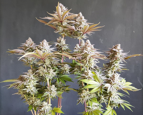 Autoflowering indoor valokuvareportaasi