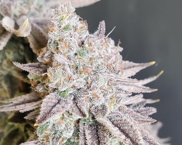 Automatiske indoor fotorelation