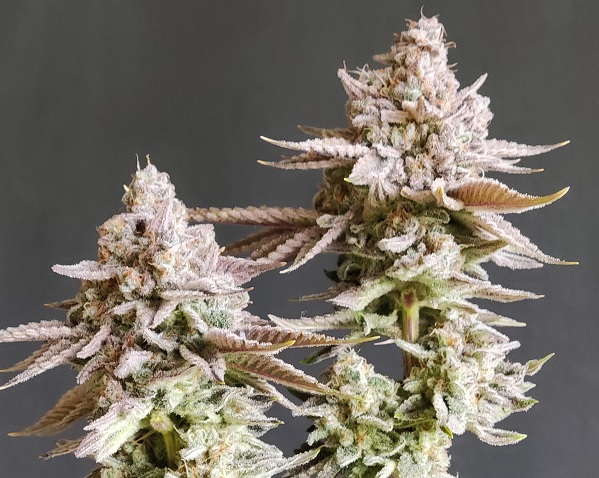 Automatiske indoor fotorelation