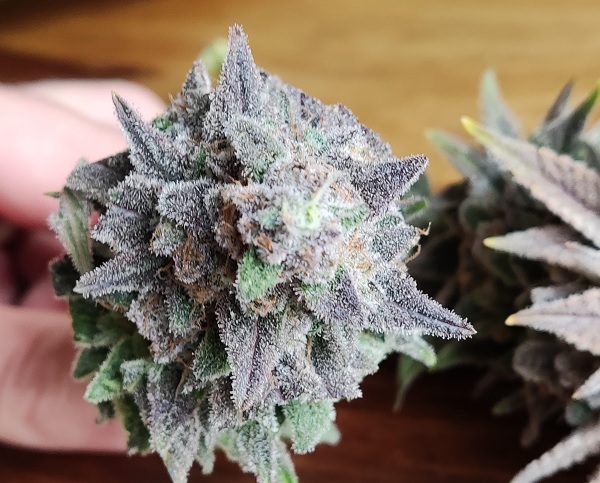 Automatiske indoor fotorelation