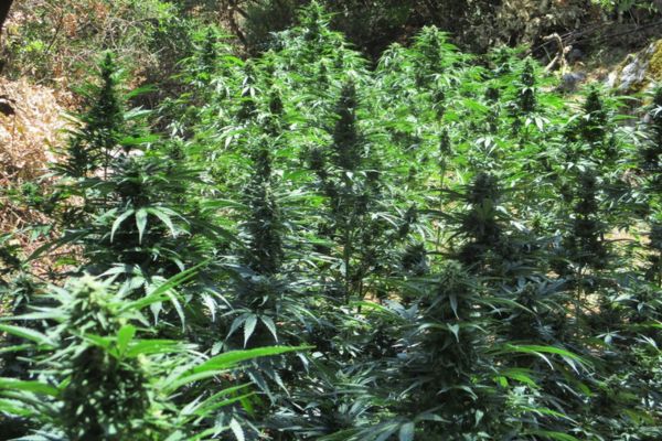 Automatiske outdoor fotorelation