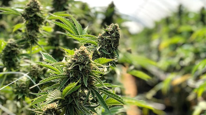 Automatiske outdoor fotorelation