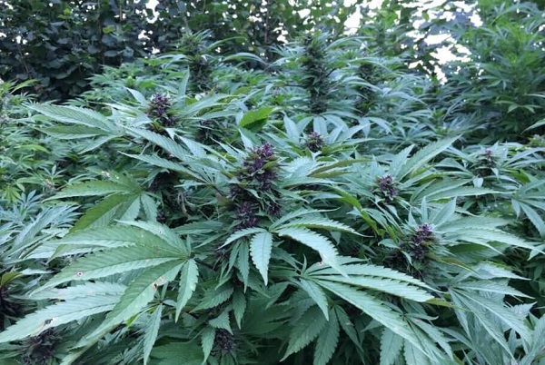 Automatiske outdoor fotorelation