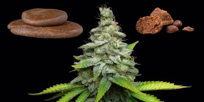 Bästa cannabis­sorterna för produktion av hasch