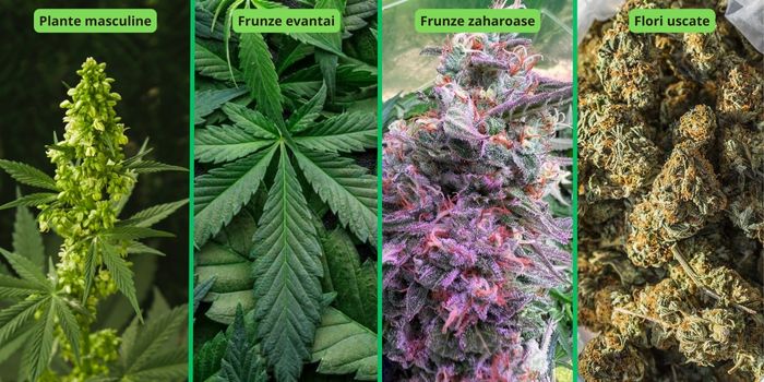 Care părți ale plantei de marijuana sunt potrivite pentru producerea hașișului