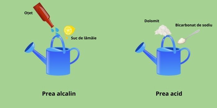 Cum să reglezi pH-ul canabisului în sol și în hidroponie