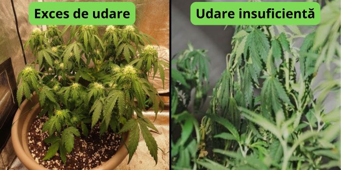 Cât de des trebuie udate plantele de canabis