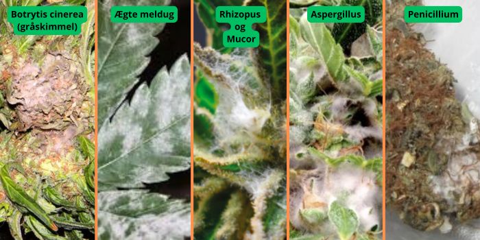 De mest almindelige typer skimmel, der angriber Cannabis